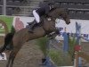 jumper Centano 9 (Hanoverian, 2007, from Chalan)