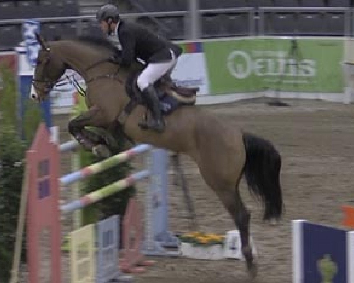 broodmare Filigra 2 (Hanoverian, 2006, from Fighting Alpha)