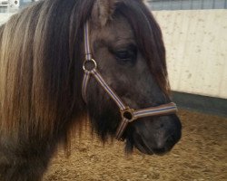 Pferd Brynjar vom Elbtal (Islandpferd, 2009, von Blossi von Ellenbach)