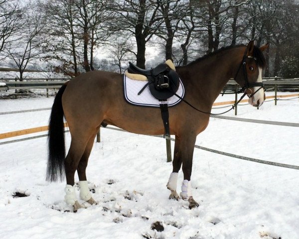 Dressurpferd Percy (Deutsches Reitpony, 2010, von Popcorn WE)