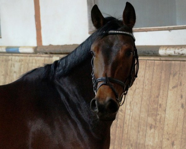 dressage horse Frizzantino 22 (Bavarian, 2009, from Fortino)