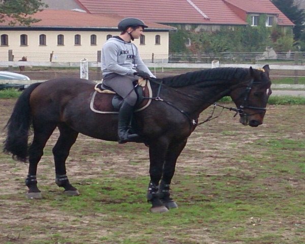 jumper Stitch (German Sport Horse, 2006, from Stanislaus)