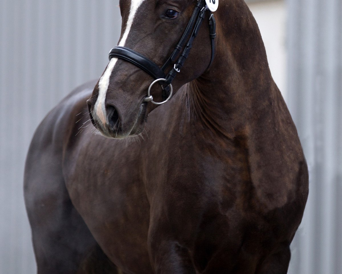 horse Moonlight Colour G (German Riding Pony, 2011, from Petit Magic Colour)