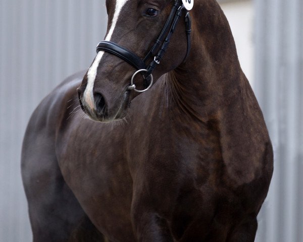 dressage horse Moonlight Colour G (German Riding Pony, 2011, from Petit Magic Colour)