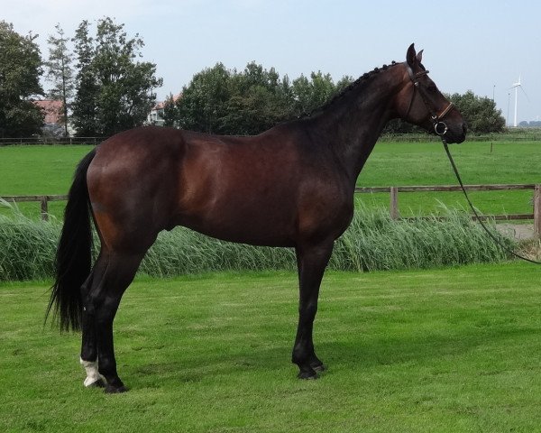 horse Sunfire (KWPN (Royal Dutch Sporthorse), 2006, from Pilot)