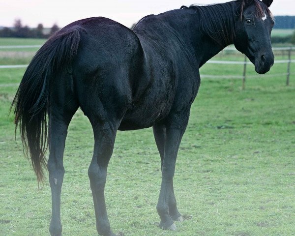 broodmare Gahla US (Holsteiner, 1992, from Langata Express xx)