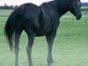 broodmare Gahla US (Holsteiner, 1992, from Langata Express xx)