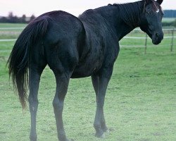 broodmare Gahla US (Holsteiner, 1992, from Langata Express xx)