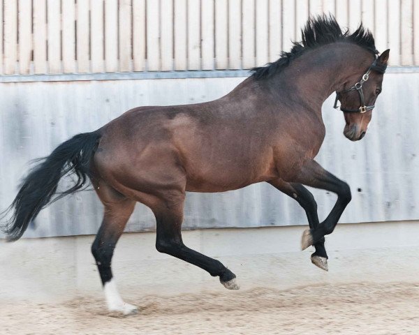 stallion Larius (Oldenburg, 1996, from Landor S)