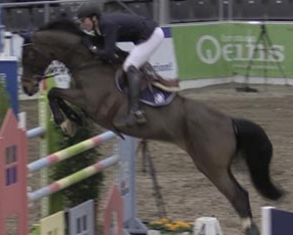 Springpferd Zalute (Anglo Europäisches Sportpferd, 2004, von Salute T)