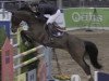 jumper Zalute (anglo european sporthorse, 2004, from Salute T)