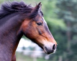 broodmare History April (Welsh, 1997, from Solid Loys)