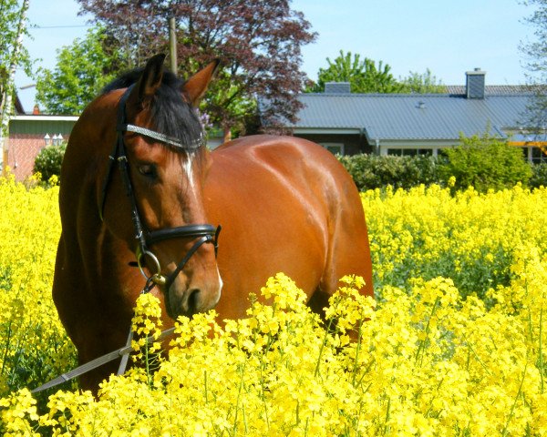 dressage horse Bonquistador (Hanoverian, 2010, from Bonifatius)