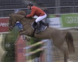 jumper Glenn Miller 49 (German Sport Horse, 2005, from Glenn Alme)