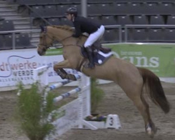 Springpferd Chardonay Haras des Barrages (Belgium Sporthorse, 2008, von Kashmir van't Schuttershof)