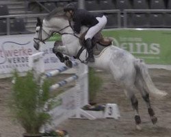 jumper Champino 4 (Oldenburg show jumper, 2008, from Champ 163)