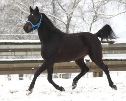 horse Fidalgo (Arabian thoroughbred, 2012, from Albedo ox)