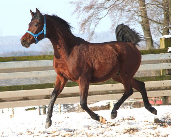 Pferd Ekron (Vollblutaraber, 2012, von Pilot ox)