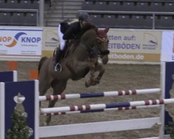 broodmare Pia Lotta 15 (Hanoverian, 2008, from Perigueux)