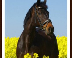 broodmare Running Lady (Holsteiner, 2001, from Lorentin I)