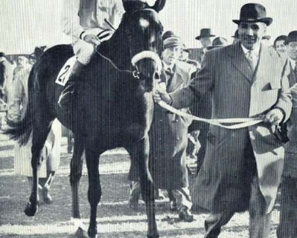 stallion Richer xx (Thoroughbred, 1949, from Rockefella xx)