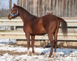 horse Perito ox (Arabian thoroughbred, 2012, from Ekstern 1994 ox)