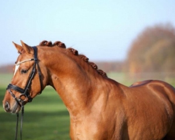 dressage horse Dagobert AT (Westphalian, 2012, from Dimension AT NRW)