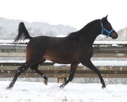 horse Wolej ox (Arabian thoroughbred, 2012, from Albedo ox)