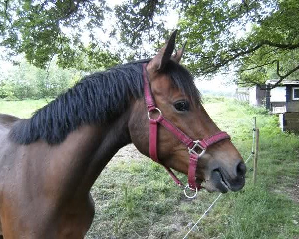 broodmare Norana (German Riding Pony, 2004, from Dow Jones 34)