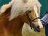 stallion Waleskus (Haflinger, 2010, from Wunderknabe)