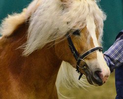 Deckhengst Waleskus (Haflinger, 2010, von Wunderknabe)