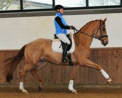 dressage horse Ricciano 13 (Westphalian, 2008, from Riccio)