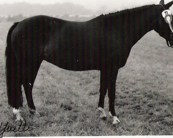 Zuchtstute Yvette (New-Forest-Pony, 1980, von Silverlea Buckskin)