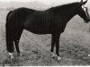 broodmare Yvette (New Forest Pony, 1980, from Silverlea Buckskin)