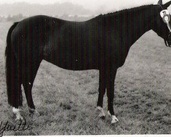 broodmare Yvette (New Forest Pony, 1980, from Silverlea Buckskin)