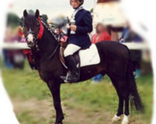 Deckhengst Bavian (New-Forest-Pony, 1985, von Horsemosens Sandro)