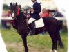 stallion Bavian (New Forest Pony, 1985, from Horsemosens Sandro)