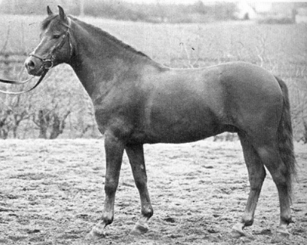 horse Mølhedens Tajo (New Forest Pony, 1972, from Peveril Probus)