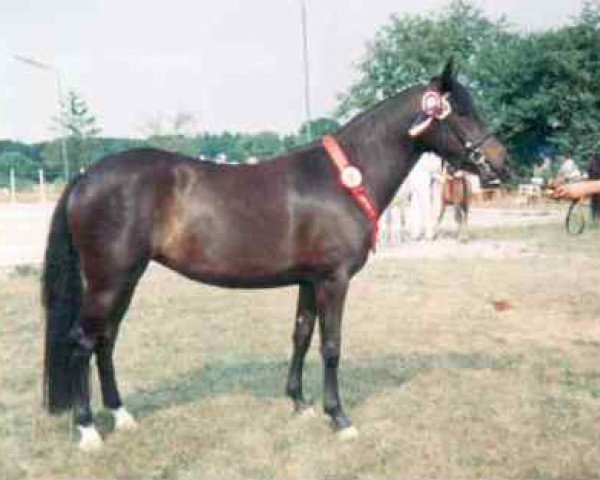 broodmare Elmholts Femineth (New Forest Pony, 1991, from Bavian)