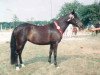 broodmare Elmholts Femineth (New Forest Pony, 1991, from Bavian)