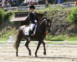 Deckhengst Park's Tambour (New-Forest-Pony, 1992, von Mølhedens Tajo)