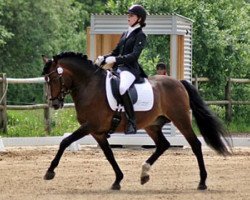 horse Elmholts Neptun (New Forest Pony, 2000, from Park's Tambour)