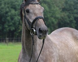 horse Funny Girl (Trakehner, 2011, from Kasparow)