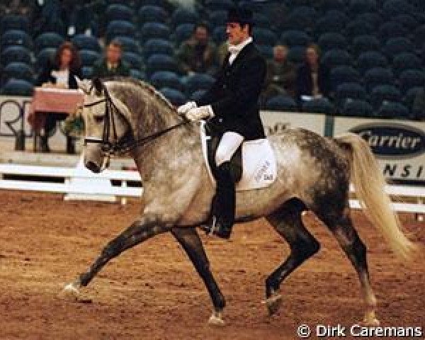 stallion Karsten (Royal Warmblood Studbook of the Netherlands (KWPN), 1992, from Ramiro Z)