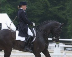 dressage horse Beach Boy van de Zuuthoeve (Belgian Warmblood, 2001, from Sir Lui)