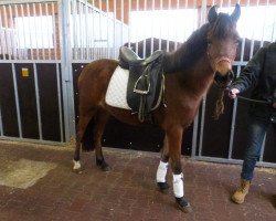 dressage horse Tinkerball (German Riding Pony, 2012, from Manchester United)