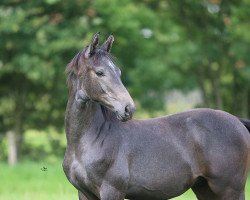 horse Francisco (Trakehner, 2014, from Kasparow)