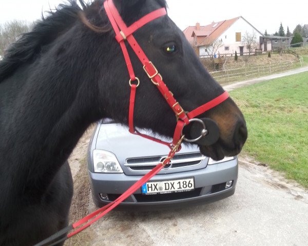 broodmare Alpenprinzessin xx (Thoroughbred, 2002, from Tannenkönig xx)