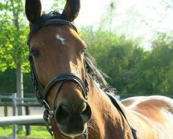 broodmare Tamina TL (Trakehner, 2004, from Connery)