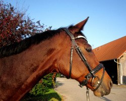 broodmare Sri Lanka (Bavarian, 2003, from Landjonker (Fruhling))